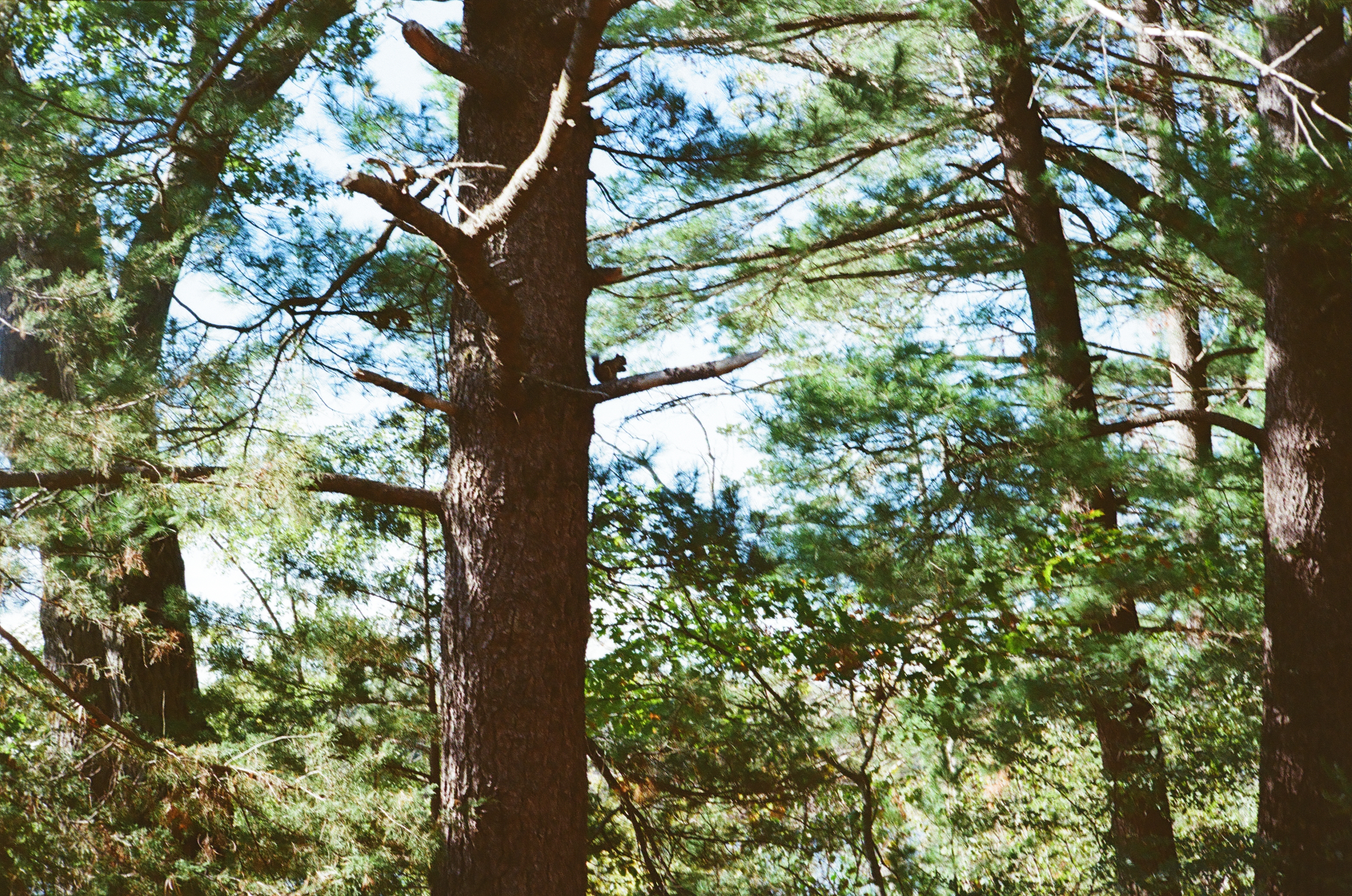 Merrick State Park, Fountain City WI - Squirrel
